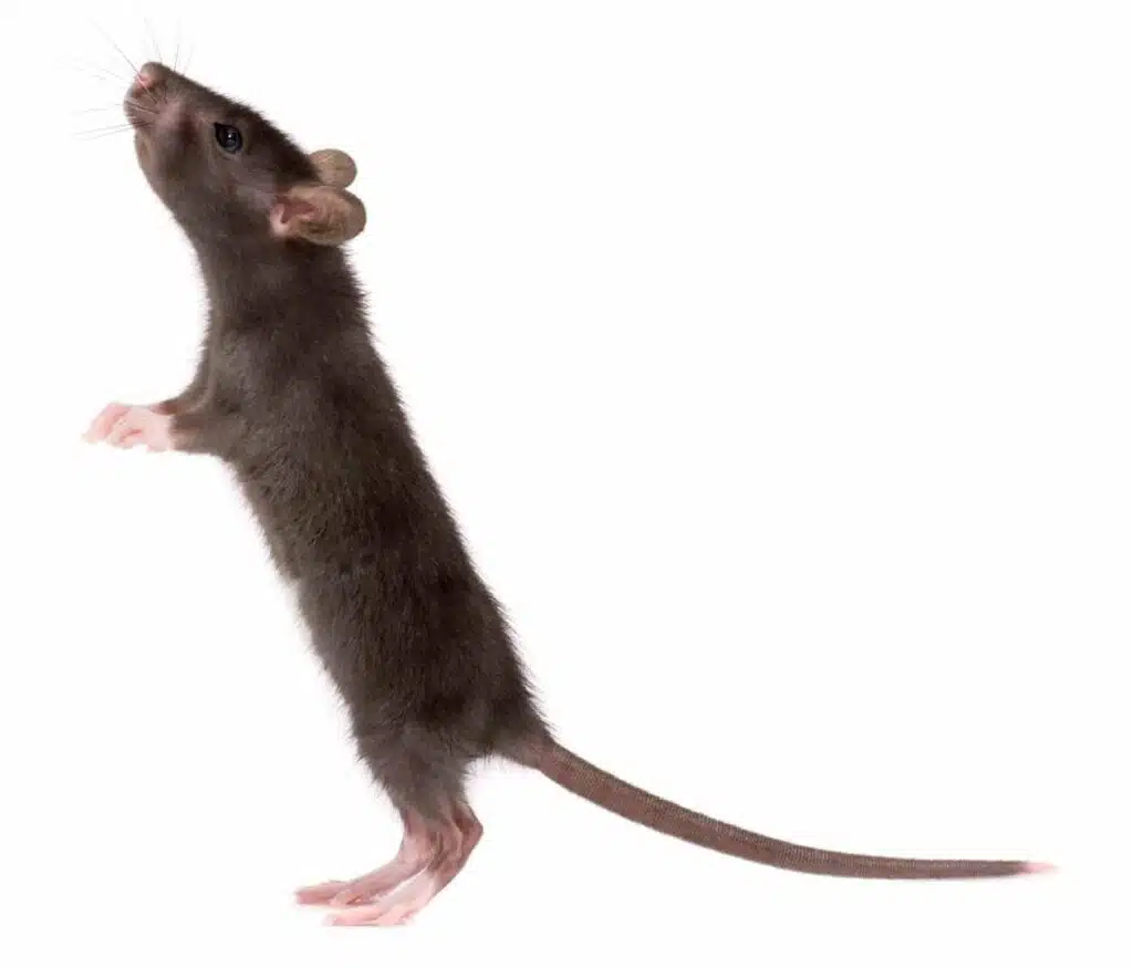 Rat dans une pièce