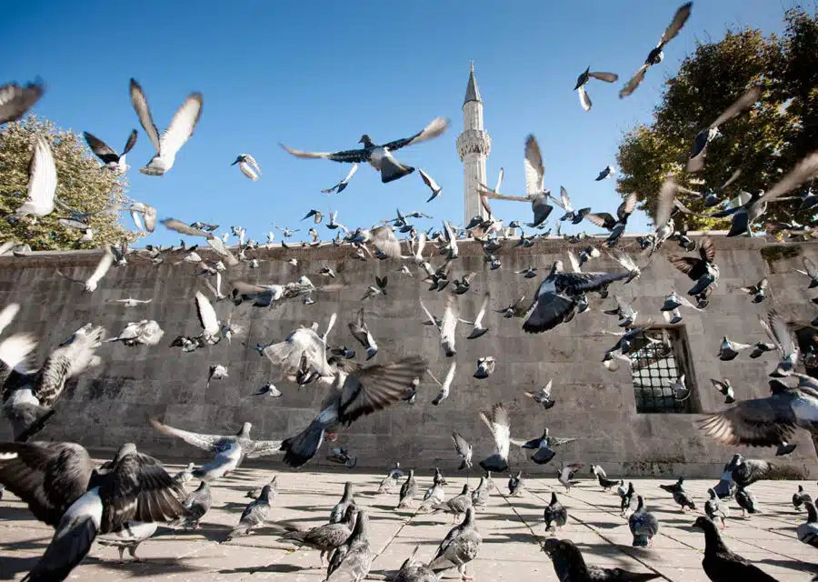 Invasion de pigeons, que faire?
