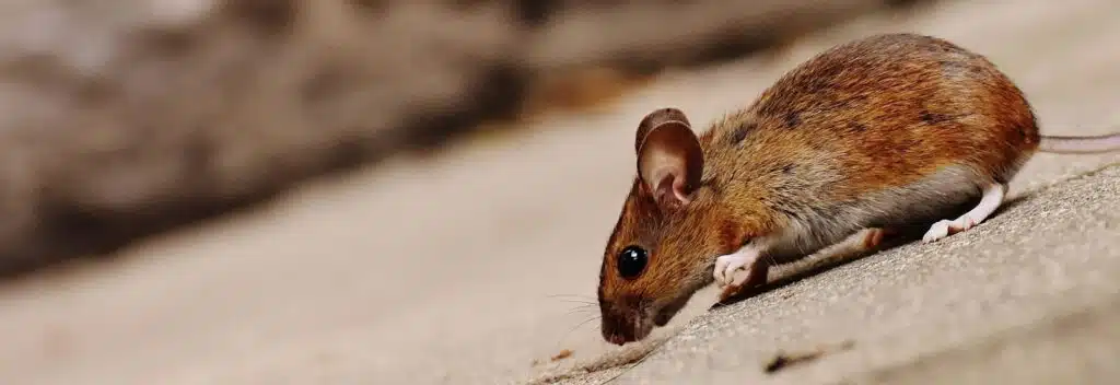 Maladie rat souris dératisation