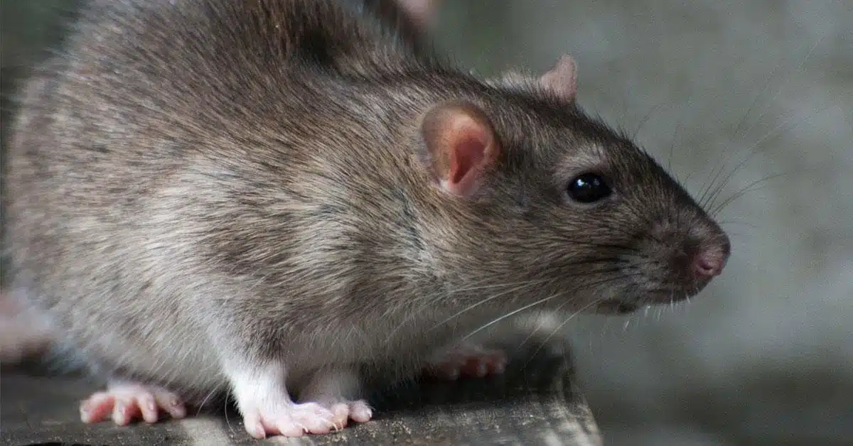 Stop Rodent : la meilleure mort-aux-rats ?