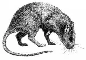 Dératisation rats