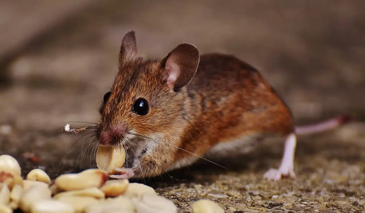 Répulsifs de souris au vinaigre : comment éloigner les souris