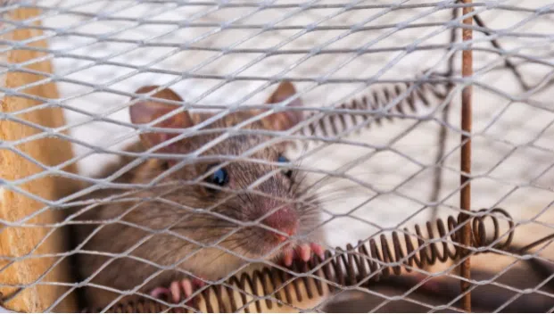 Les Exterminateurs  Les pièges à rats sont-ils véritablement efficaces ?