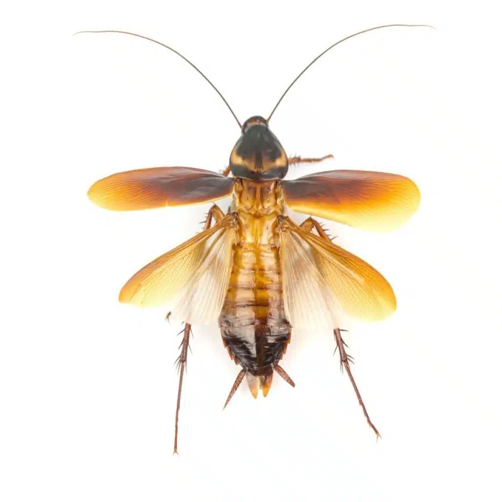 cafard volant avec deux paires d'ailes