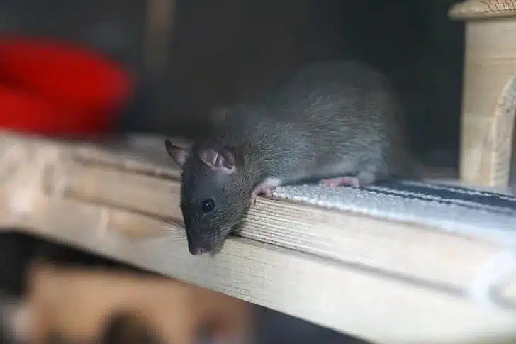 Répulsif : Comment faire fuir les RATS & SOURIS d'un grenier ? 