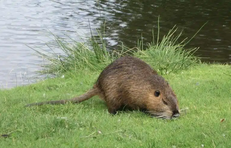 Rat musqué ou ragondin ? Les différences pour les reconnaître | EDN