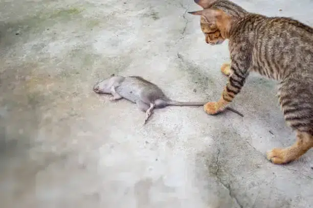 Chat jouant avec un rat mort, probablement empoisonné à la mort aux rats