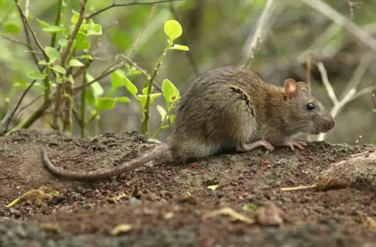 Quelles sont les différences entre un rat, une souris et un mulot ? EDN — free download