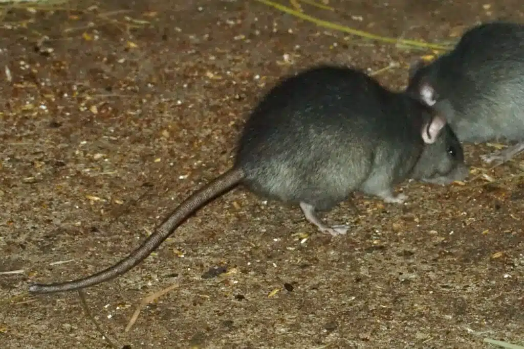 Quelles sont les différences entre un rat, une souris et un mulot ? EDN — free download