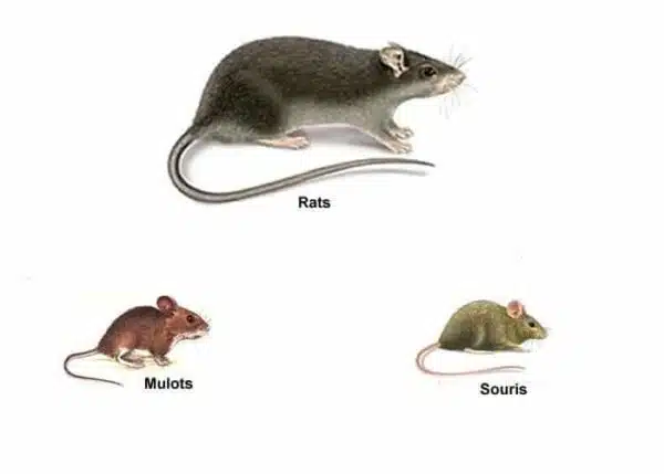 Rat musqué ou ragondin ? Les différences pour les reconnaître | EDN