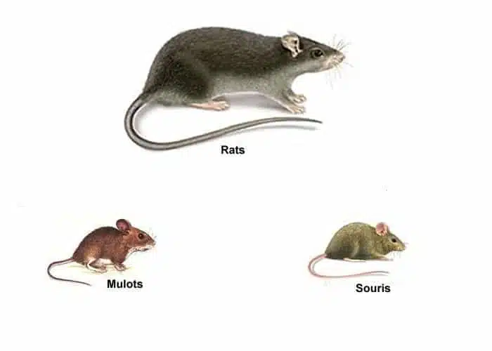 differences rat souris mulot