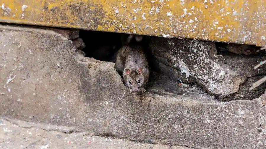 Rats ou souris dans les murs et cloisons d’une maison que faire — free download