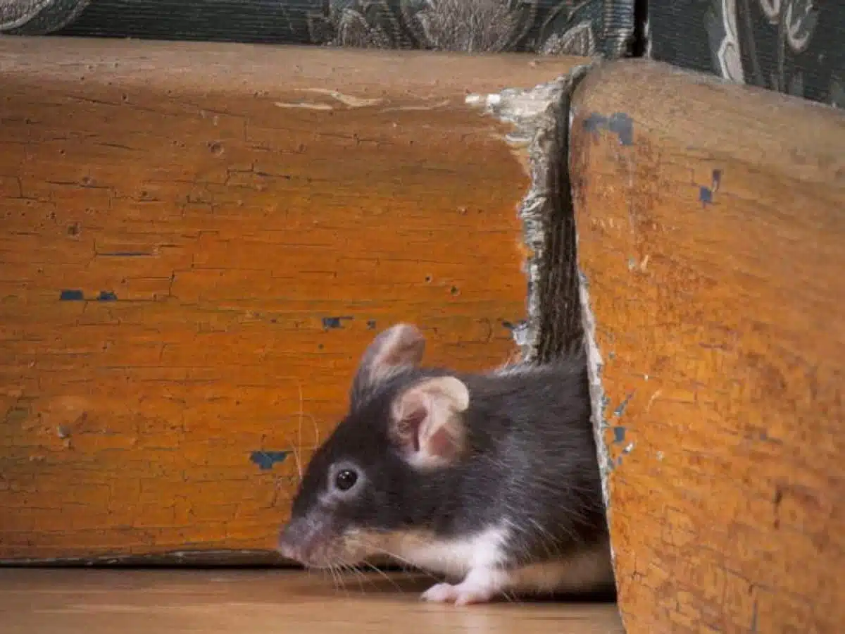 6 boites à appâts à souris, Poste d'appâtage pour mort aux rats (non  inclus), PAS POUR LES RATS
