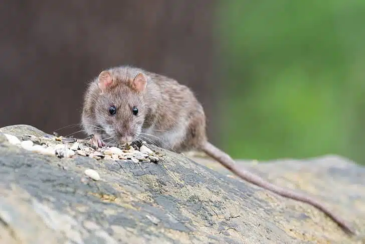 Blocs contre rats, souris, 300 grammes Protect Expert, Raticide