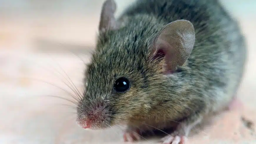 Quelles sont les différences entre un rat, une souris et un mulot