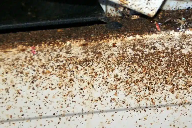 Quels sont les insectes qui ressemblent aux cafards ? EDN — free download