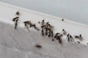 fourmis volantes