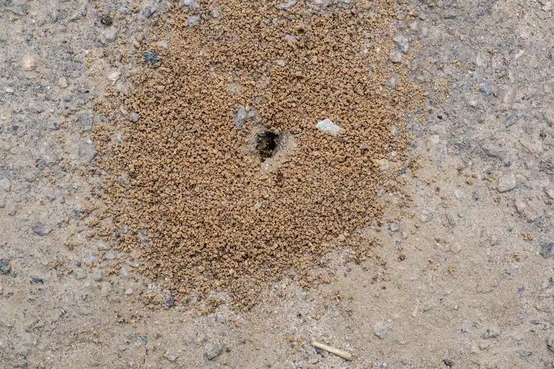 nid fourmis volantes terre
