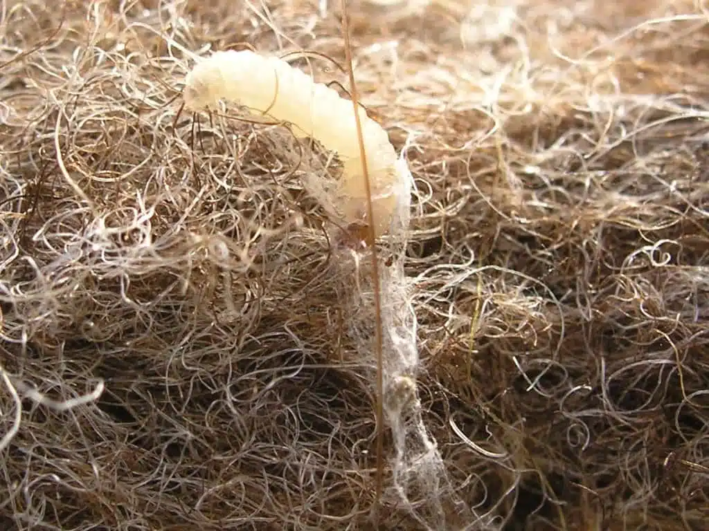 larve de mite textile