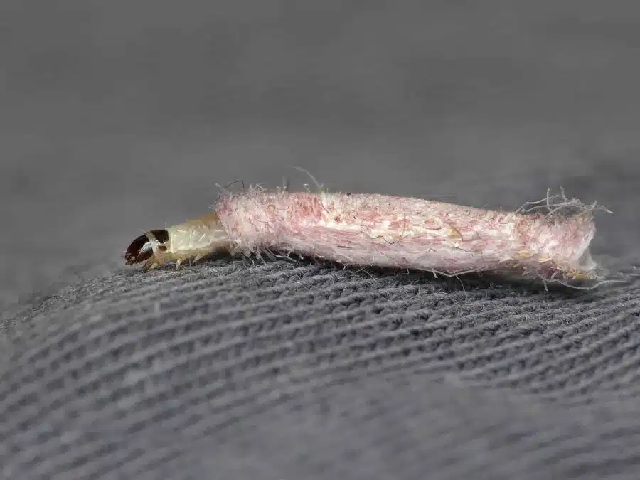 Mites de vêtements tout ce qu’il faut savoir pour leur dire adieu EDN — free download