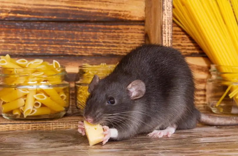 Piège à rat - Fabriqué en France