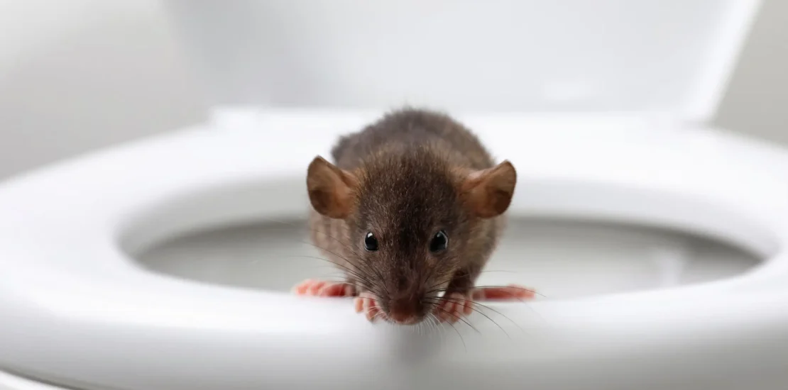 Rats dans les toilettes