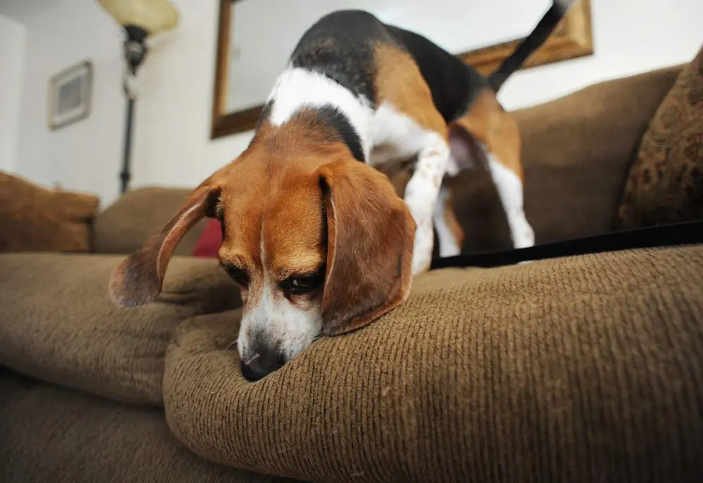 beagle detection canine punaises de lit