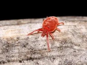 Acarien de type araignée rouge