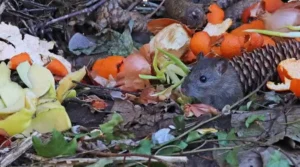 Rats dans le composteur, risques