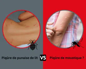 piqûres punaises de lit vs piqûres moustiques