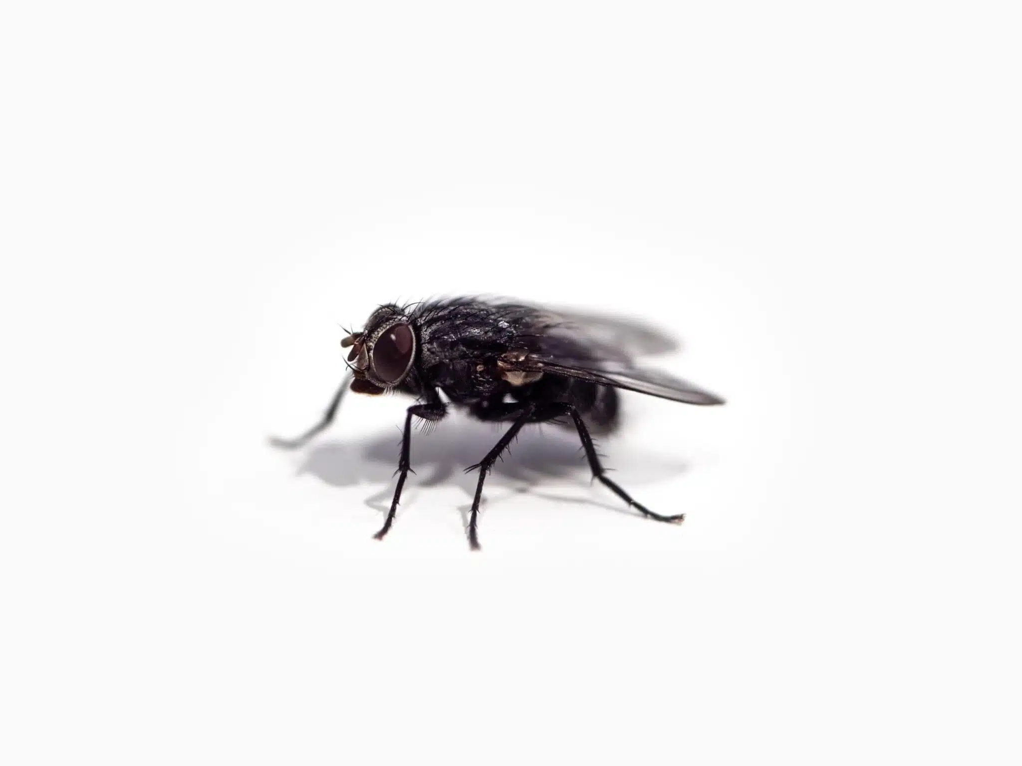 Comment faire un piège à mouches maison efficace ?