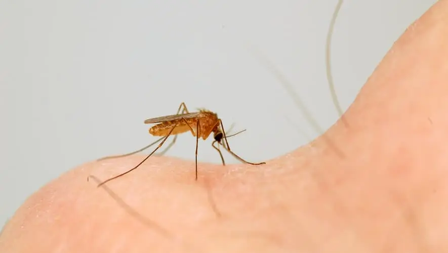 Moustique commun, quels piège à moustiques ?
