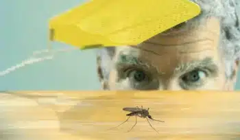 Moustiques, quels sont les meilleures solutions anti-moustiques ?