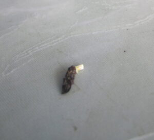 crotte de lézard gecko