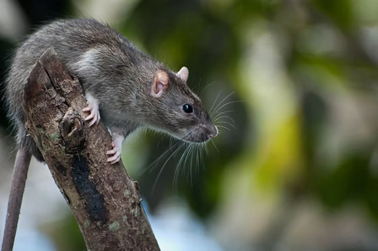 rat grimpe arbre