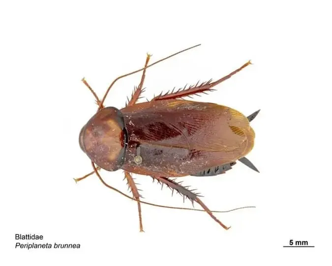 Cafard brun capable de voler