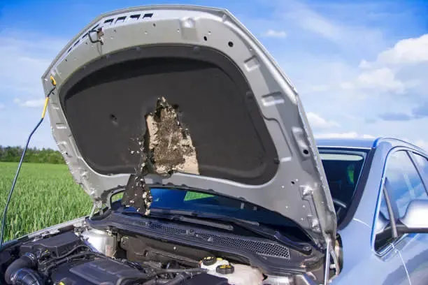 Dégâts commis par les fouines sur les voitures