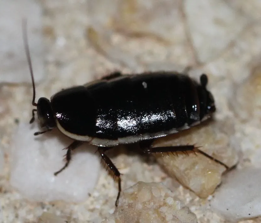 Loboptera decipiens, cafard volant