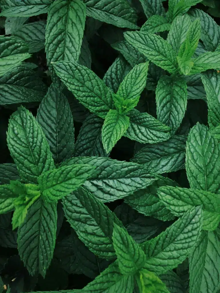Menthe poivrée pour faire fuir les rats