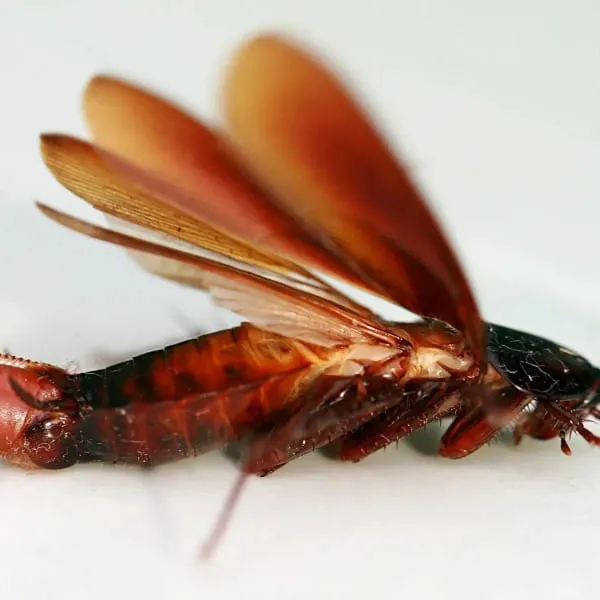 Periplaneta fuliginosa ou cafard brun fumé, capable de voler