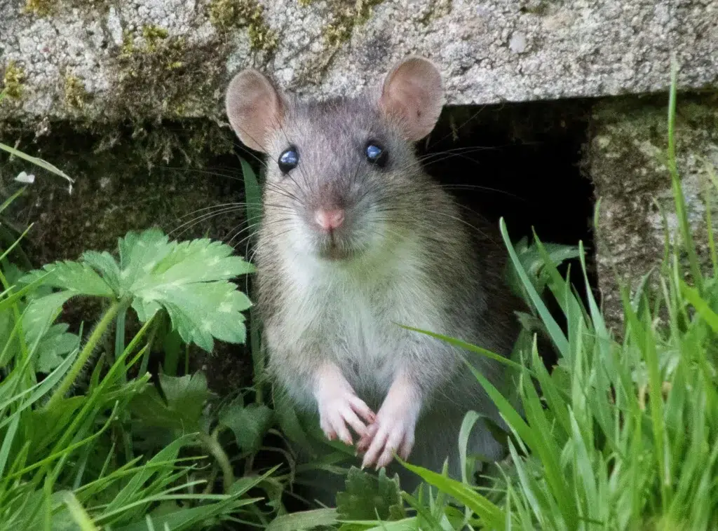 Le rat a un odorat développé