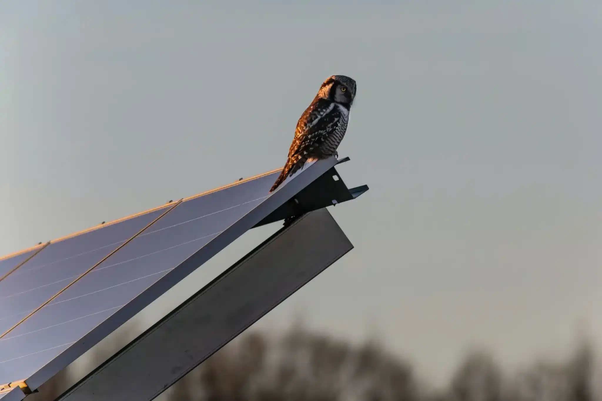 Eloigner les oiseaux des panneaux solaires