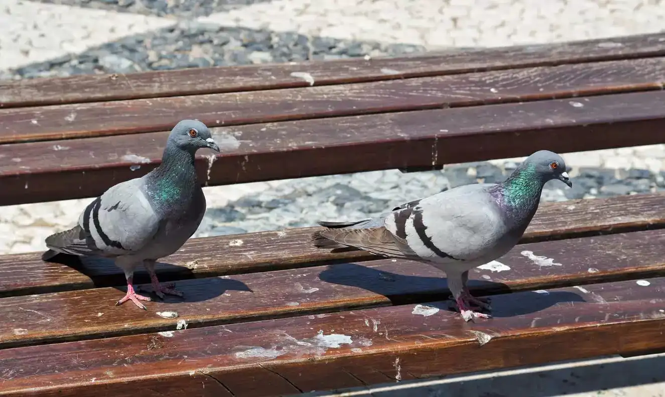 Fientes de pigeons : que faire ?