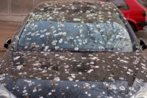 Déjections de pigeons sur une voiture