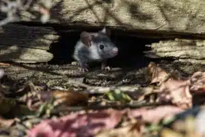 Invasion souris extérieure : s'en débarrasser sans les tuer