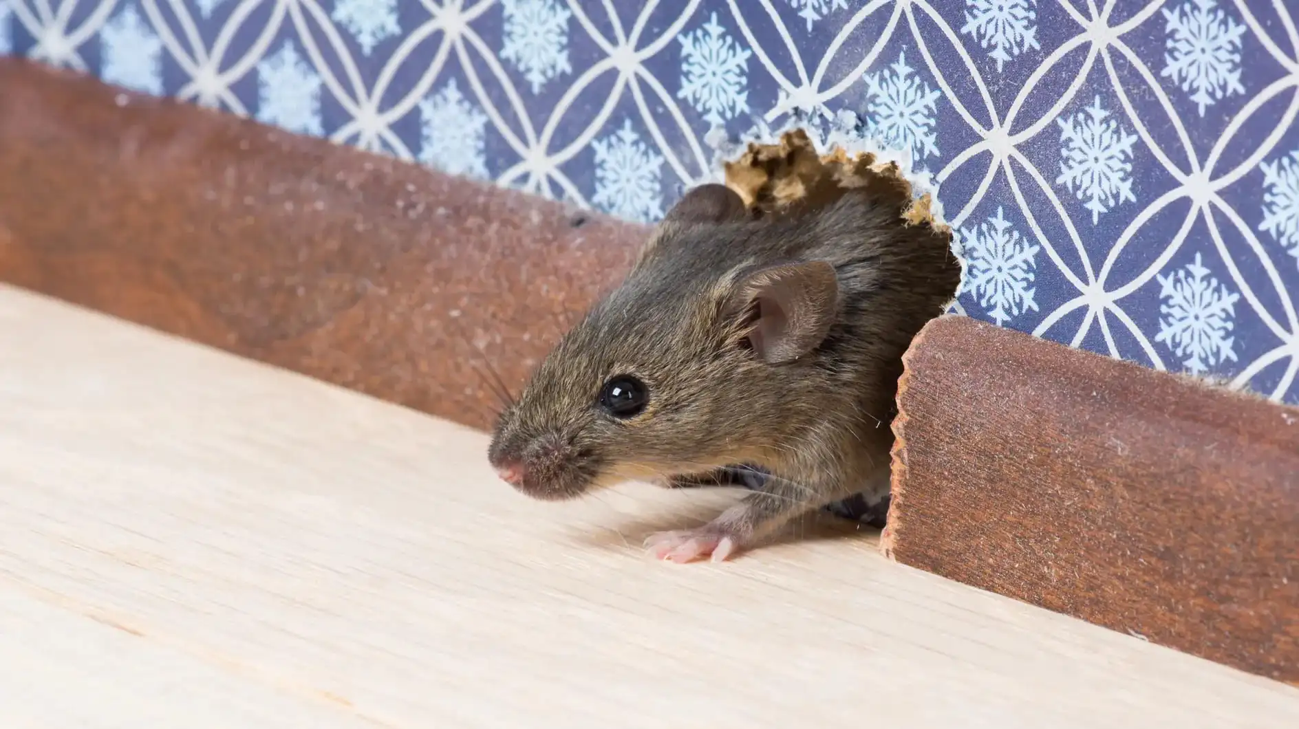 Attrape souris trip trap  Piegez les souris sans les tuer
