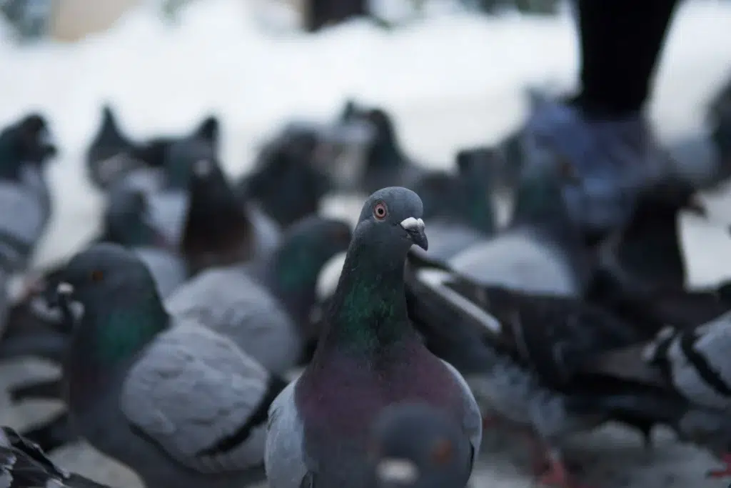 répulsifs anti-pigeons