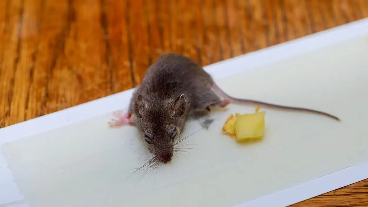 Piège à rats/souris électrique Edialux