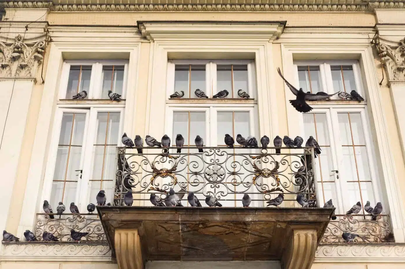 pigeons sur balcon que faire