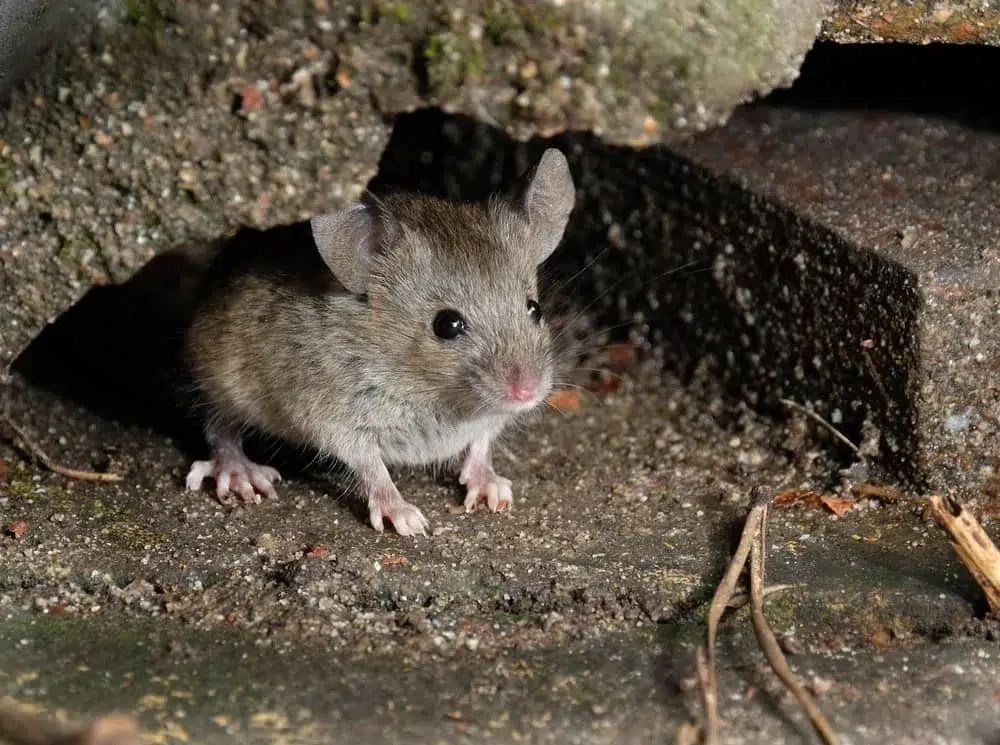 Les Répulsifs à Ultrasons Anti Rats et Souris Sont-ils Efficaces ?